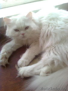 Кошка желает познакомиться #226350