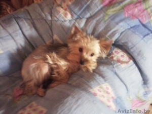 щенок йоркширского терьера #102701