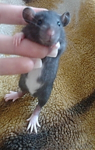 Продаю крысят !!! #235714