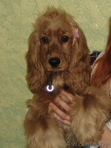 Английский кокер-спаниель,  девочка 9 месяцев #234939