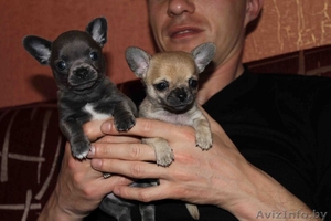 Продаются щенки чихуа #237199