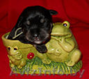 щенки-цвержатки #245970