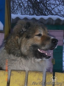 Кавказская овчарка даром #240915