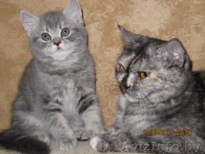 БРИТАНСКИЙ КОТИК #225159