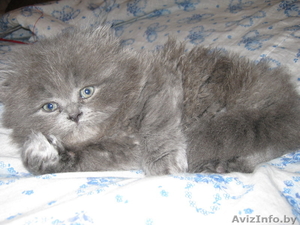 Продам котенка Британец #223161