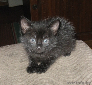 отдам милого котенка в хорошие руки #240272