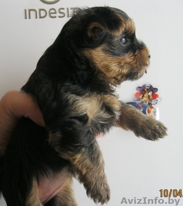 щенок йорка ищет хозяина!!!!! #248281