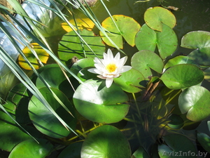 Водная лилия (белая) #222402