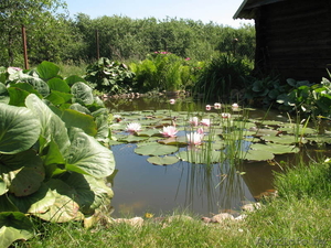 Водная лилия розового цвета #237649