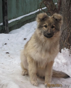 Отдам в ОЧЕНЬ хорошие руки собаку #226932