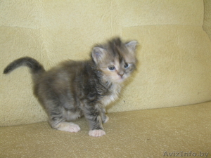 Мейн-кун котята ( Кошки Великаны! ).  #234633