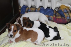  джек рассел терьер #224350