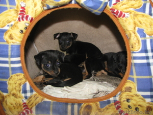 продам щенка той-терьра #229952