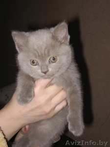 Продается британский котенок #243436