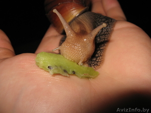 Улитка Ахатина сухопутная,  5000 руб. 8-029-767-19-30,  Макс #244025