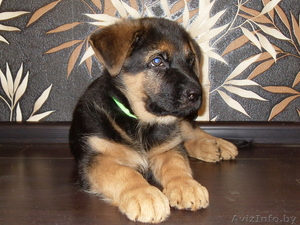 Немецкой овчарки алиментный щенок #224731