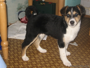 Зена - музыкальный щенок,  ищет хозяина! #233608