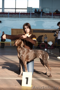 Хендлинг собак крупных пород.  #241590