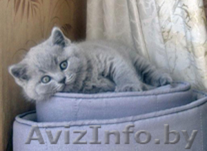 Британский котенок с документами #218579