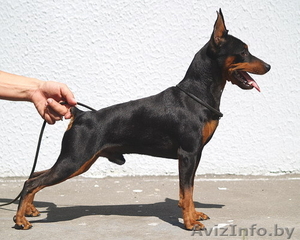 Цверпинчера щенки родословная РКФ #243777