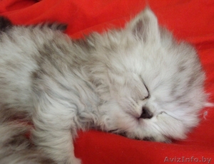 продам персидских котят #225558