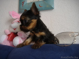 Продам щенка йорка #218254