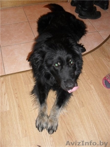 Пёс Мишка! Ищет хозяина! #232386