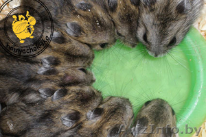 Джунгарские хомяки #225448