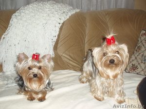 Щенки Йоркширского терьера стандарт #233728