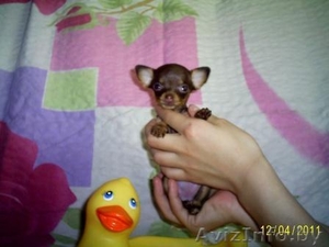 Русский той #230511