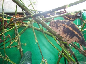 Продажа Экзотических животных. #248344