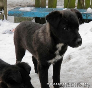 Красивые щенки в дар,  3 месяца. Вырастут средних размеров.  #246228