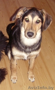 Метис овчарки (девочка 7-8 месяцев) #247966