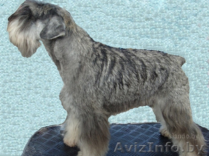 щенки цвергшнауцера из питомника #244055