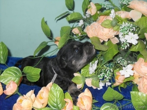 щеночки-цвержатки #52306