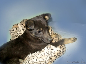 маленькая очаровашка в дар #225061