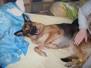 щенки немецкой овчарки с родословной #224605