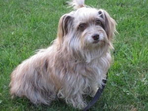 Маленькая диванная собачка Мини в добрые руки. #248183