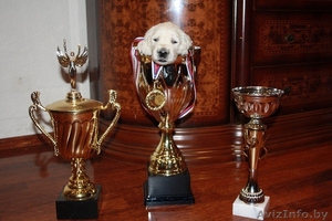 Щенки голден ретривера отборного племенного разведения #244495