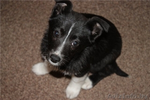 лайла ищет друзей #218366