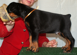 Продаются щенки добермана #245913