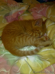 Котёнок 2 мес. в дар #262733