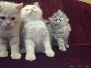 Очаровательные британские котята #260401