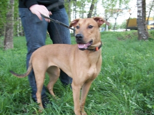 Молодая Собачка в дар! #262190