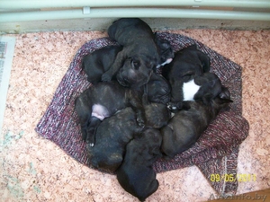 французские бульдоги #262579