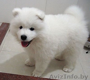 щенок самоедской лайки  #263433