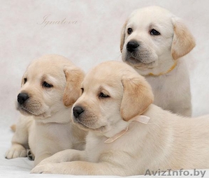 Щенки породы лабрадор ретривер палевого окраса с родословной. #256908