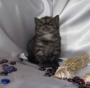 Шотландские вислоухие котята (скоттиш фолд и страйт) #259697