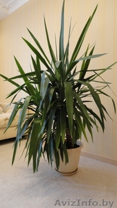 Юкка слоновая 2шт #261295