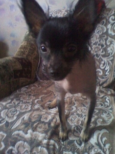 Китайско_хохлатая #276336